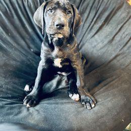 Great Dane Puppies from Old Orchard Danes