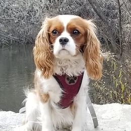 Cavalier King Charles Spaniels from Caitlin's Cavalier King Charles Spaniels