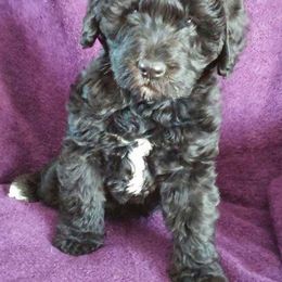 Goldendoodles and Labradoodles from Highland Sunrise Academy Stable and Kennel