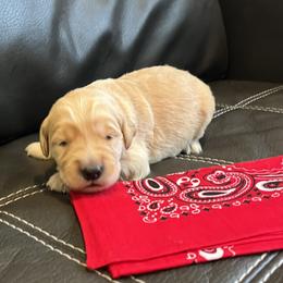 Red - Golden male Golden Retriever puppy in Lake City, Minnesota from Windcliff Goldens