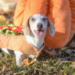 Clementine - Dachshund