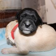 Barbado da Terceira Puppies from Azorean Heritage Barbados