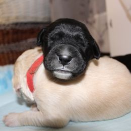 Barbado da Terceira Puppies from Azorean Heritage Barbados