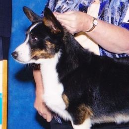 Jack - Cardigan Welsh Corgi