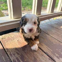 Witt - Merle male Bernedoodle puppy in Wamego, Kansas from Doodles of Oz