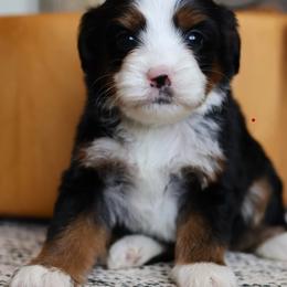 Andy - Tri-color male Bernedoodle puppy in Peoria, Arizona from Grand Canyon Bernedoodles