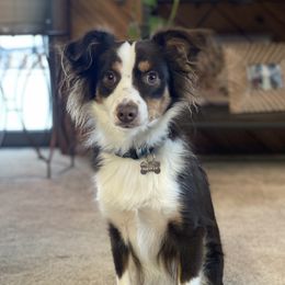 Cody - Miniature American Shepherd