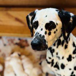 Saylor - Dalmatian