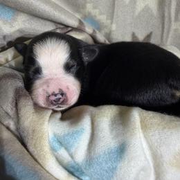 Girl 8-Black Tri - Black tri-color female Australian Shepherd puppy in Mayfield, Kentucky from Hamilton Farms