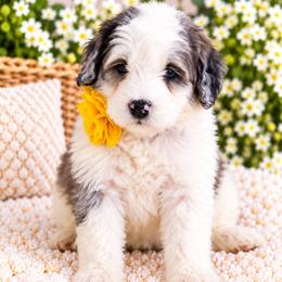 June - Grey and white female Bernedoodle puppy in Diamond Bar, California from Furrytaildoodles