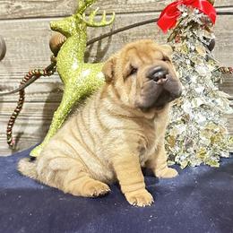 Pumpkin - Red fawn female Chinese Shar-Pei puppy in China, Michigan from Blackwitch Farms