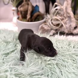 Puma - Seal female Whippet puppy in Fort Myers, Florida from Rainbow Whippets