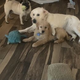 Golden Retriever Puppies from Candy Rock Golden Retrievers