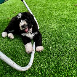 Charlie - Black and white male Bernedoodle puppy in Holt, Missouri from Mindys Doodles