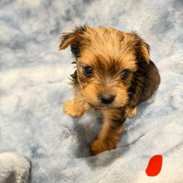 Zeke - Chocolate male Morkie puppy in Winston Salem, North Carolina from Bandy Morkies