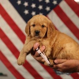 Marjoram - Golden female Golden Retriever puppy in Payette, Idaho from Stonewick Retrievers