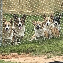 American Corgis and Pembroke Welsh Corgis from Cass County Corgi’s