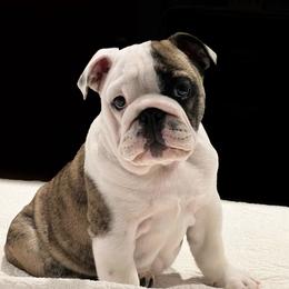 Bulldog Puppies from Deb Dixon's Bulldogs