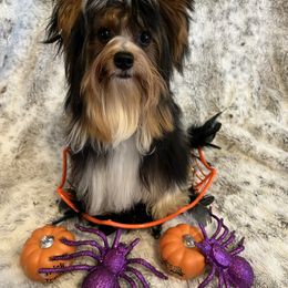 Mario - Black tan and white male Biewer Terrier puppy in Chester, South Carolina from Classic Biewers