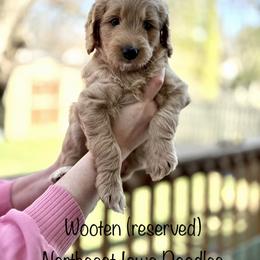 Wooten - Apricot male Goldendoodle puppy in Cedar Falls, Iowa from Northeast Iowa Doodles