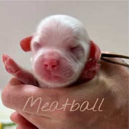 Meatball - Red roan male Cockapoo puppy in Mocksville, North Carolina from Little Bear Doodles