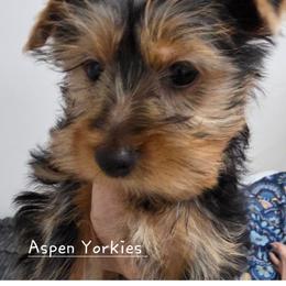 Girl 2 - Black and tan female Yorkshire Terrier puppy in Burley, Idaho from Aspen Yorkies