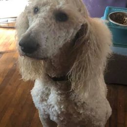 Bernedoodle, Labradoodle, and Poodle All Grown Up from Painted Doodles Farm LLC