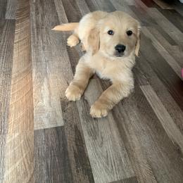 Golden Retriever Puppies from Goldens of Hope