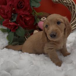 Mysteree Red - Red male Dachshund puppy in Woodland, California from Long Little Doggies