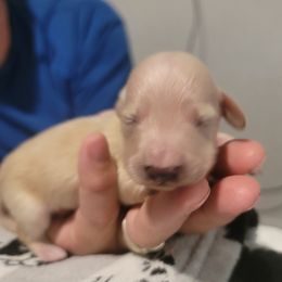 BOY 2 - Cream male Dachshund puppy in Fort Worth, Texas from Chadwick Farms Mini Dachshunds