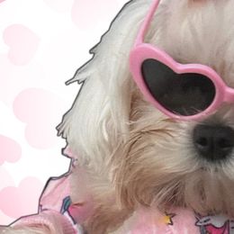 Maltese, Poodles, and Yorkshire Terriers from La’s Sweet Babies