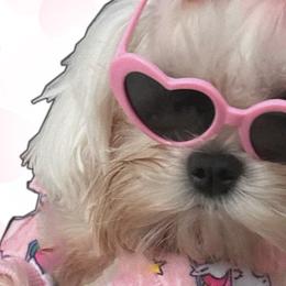Maltese, Poodles, and Yorkshire Terriers from La’s Sweet Babies