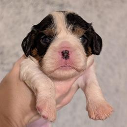 Bella - Tri-color female Cavalier King Charles Spaniel puppy in Stilwell, Oklahoma from Love Bug Cavaliers