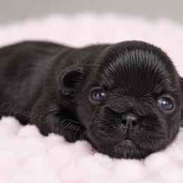 Girl 3 - Black female Shih Tzu puppy in Douglas, Massachusetts from Majesty’s Shih Tzus