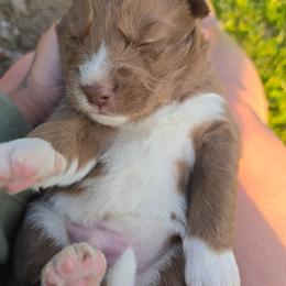 Peanut - Brown and white male Siberian Husky puppy in Addison, Michigan from Gray Run Siberian Huskies