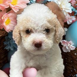 White girl - White female Lagotto Romagnolo puppy in Chicago, Illinois from Midwest Lagotto Romagnolo