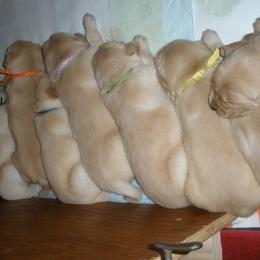 Golden Retriever Puppies from Davids Golden Retrievers