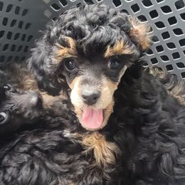 Poodle Puppies from Bobbies poodles