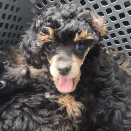 Poodle Puppies from Bobbies poodles