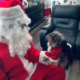 Yorkshire Terrier Puppies from Missy Lu Lap Puppies