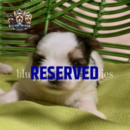 Reserved - Black tan and white male Biewer Terrier puppy in Asheville, North Carolina from Blue Ridge Mountain Puppies
