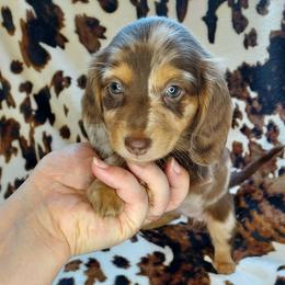 MAVERY - Dapple female Dachshund puppy in Swink, Oklahoma from Palali Farm
