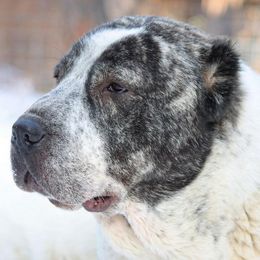 Central Asian Shepherd Dog All Grown Up from Alabaivalley