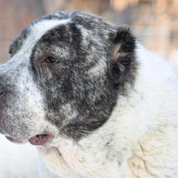 Central Asian Shepherd Dog All Grown Up from Alabaivalley