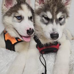 Siberian Husky Puppies from Springfield Huskies