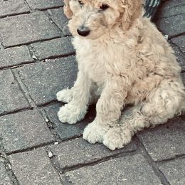Labradoodle and Poodle Puppies from Top Knot Companions Poodles and Labradoodles