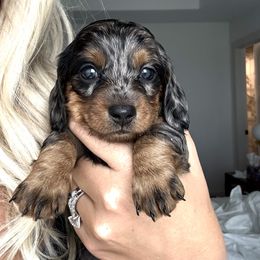 Dachshund Puppies from Breakfast Club Dachshunds