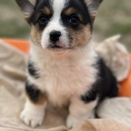 Miniature Australian Shepherds and Pembroke Welsh Corgis from Cannon Hill Kennels