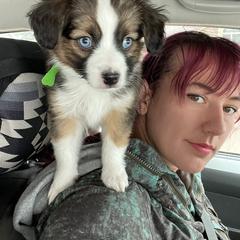 Sporty Mix Puppies from Ebonheart Kennel