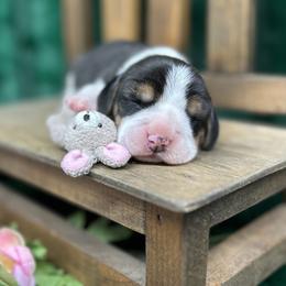 Beagle puppies from Tymber Lake Beagles